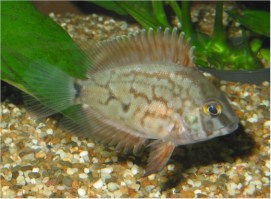 Uaru amphiacanthoides jeugd kleur